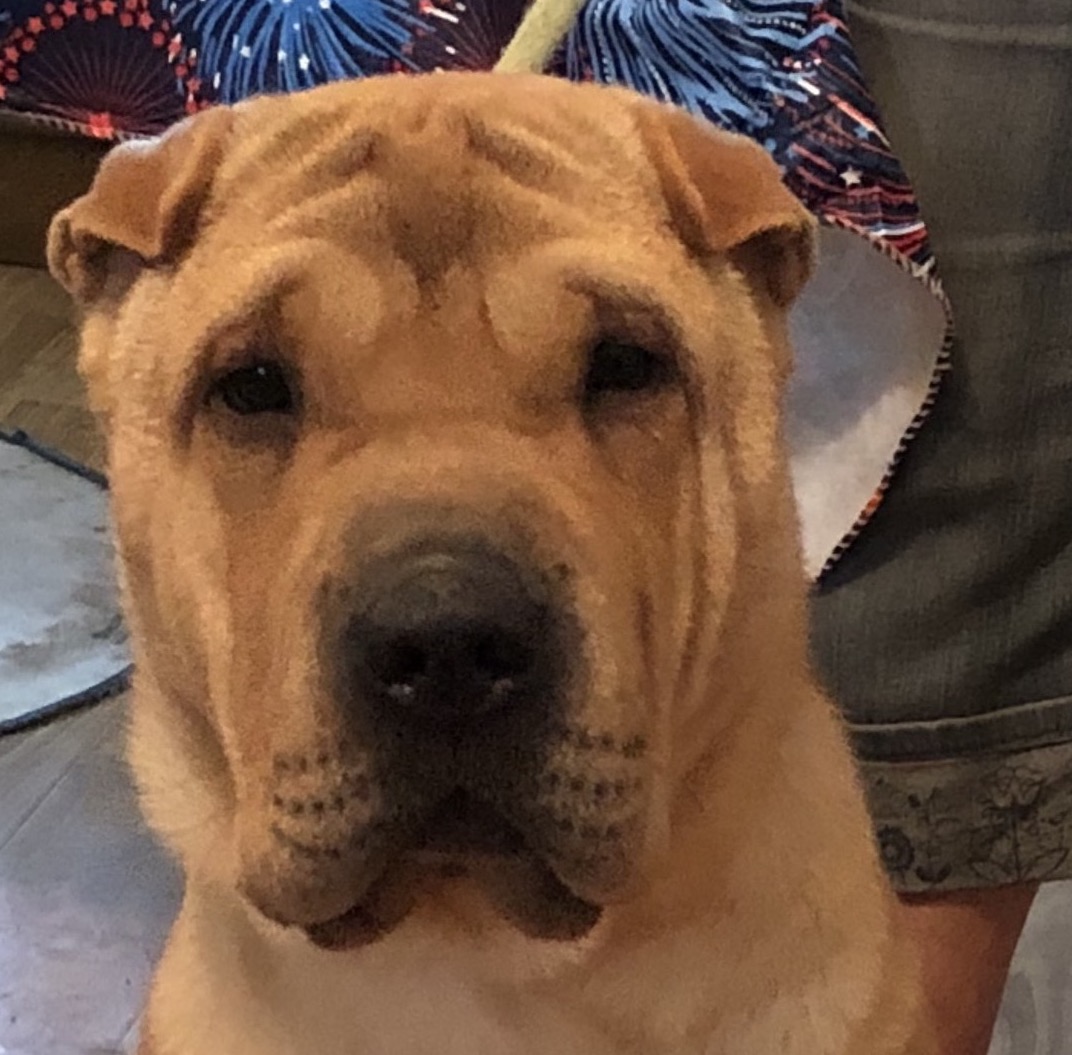 Enlarge Kenzi, a Adoptable Shar-Pei in Lancaster, PA image 3/3