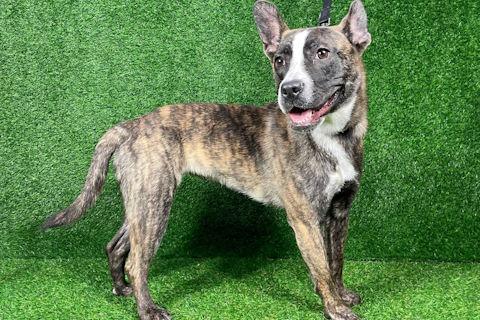 Enlarge Taffy, a ADOPTABLE mixed breed in Chicago, IL image 4/4