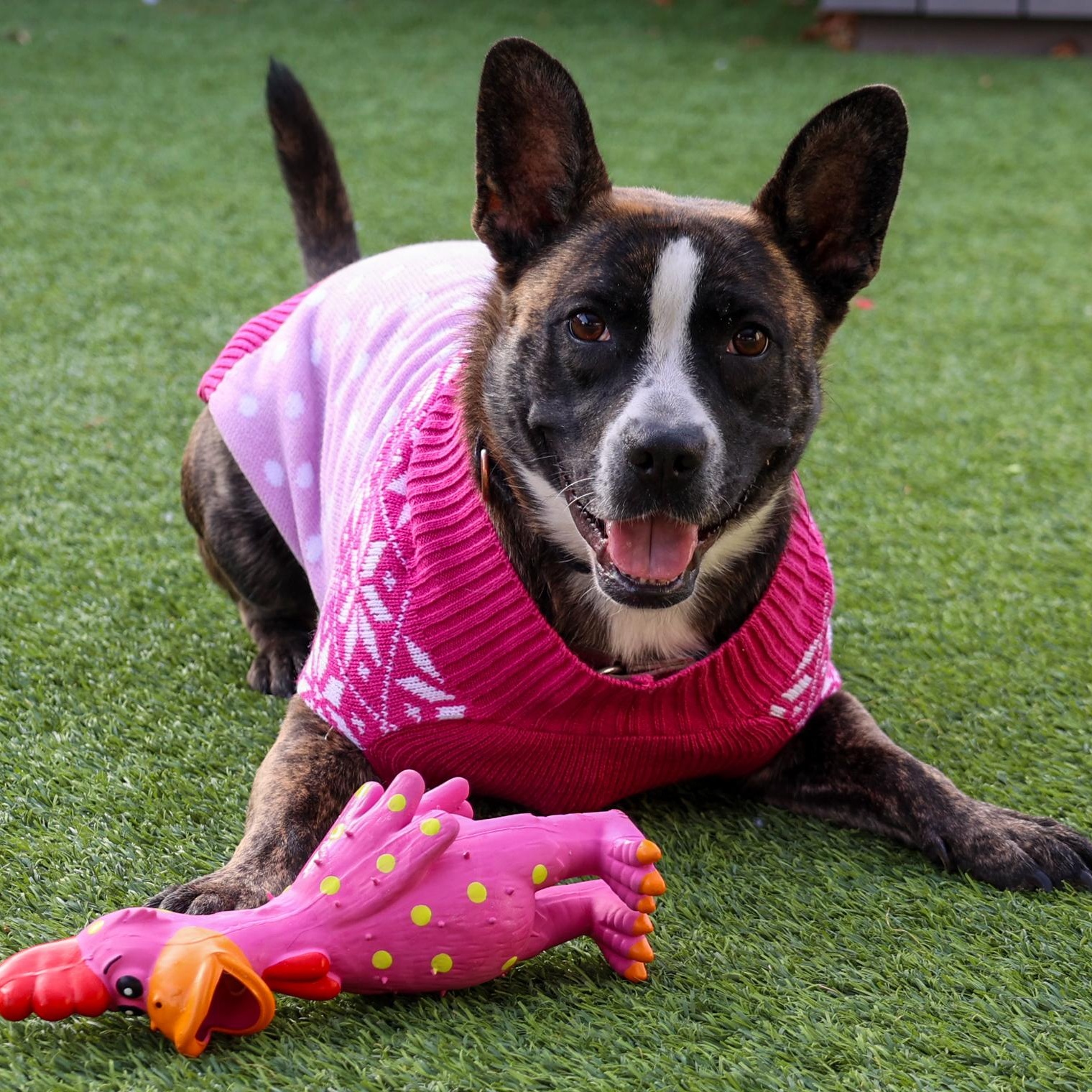 Enlarge Taffy, a ADOPTABLE mixed breed in Chicago, IL image 1/4