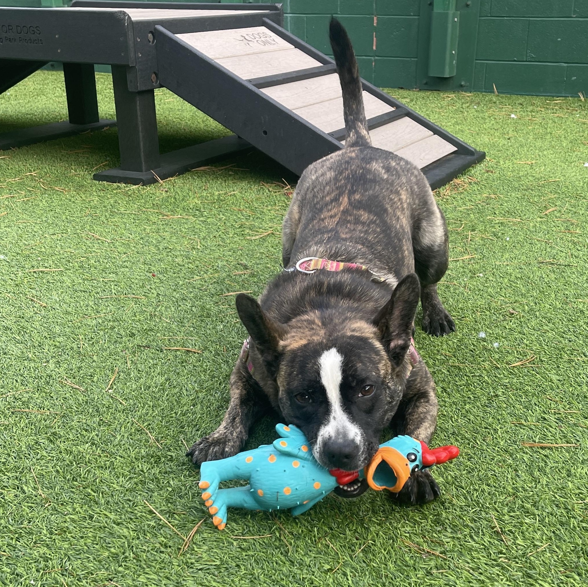 Enlarge Taffy, a ADOPTABLE mixed breed in Chicago, IL image 4/4