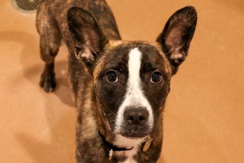 Enlarge Taffy, a ADOPTABLE mixed breed in Chicago, IL image 2/4