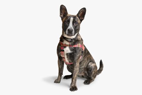 Enlarge Taffy, a ADOPTABLE mixed breed in Chicago, IL image 1/4