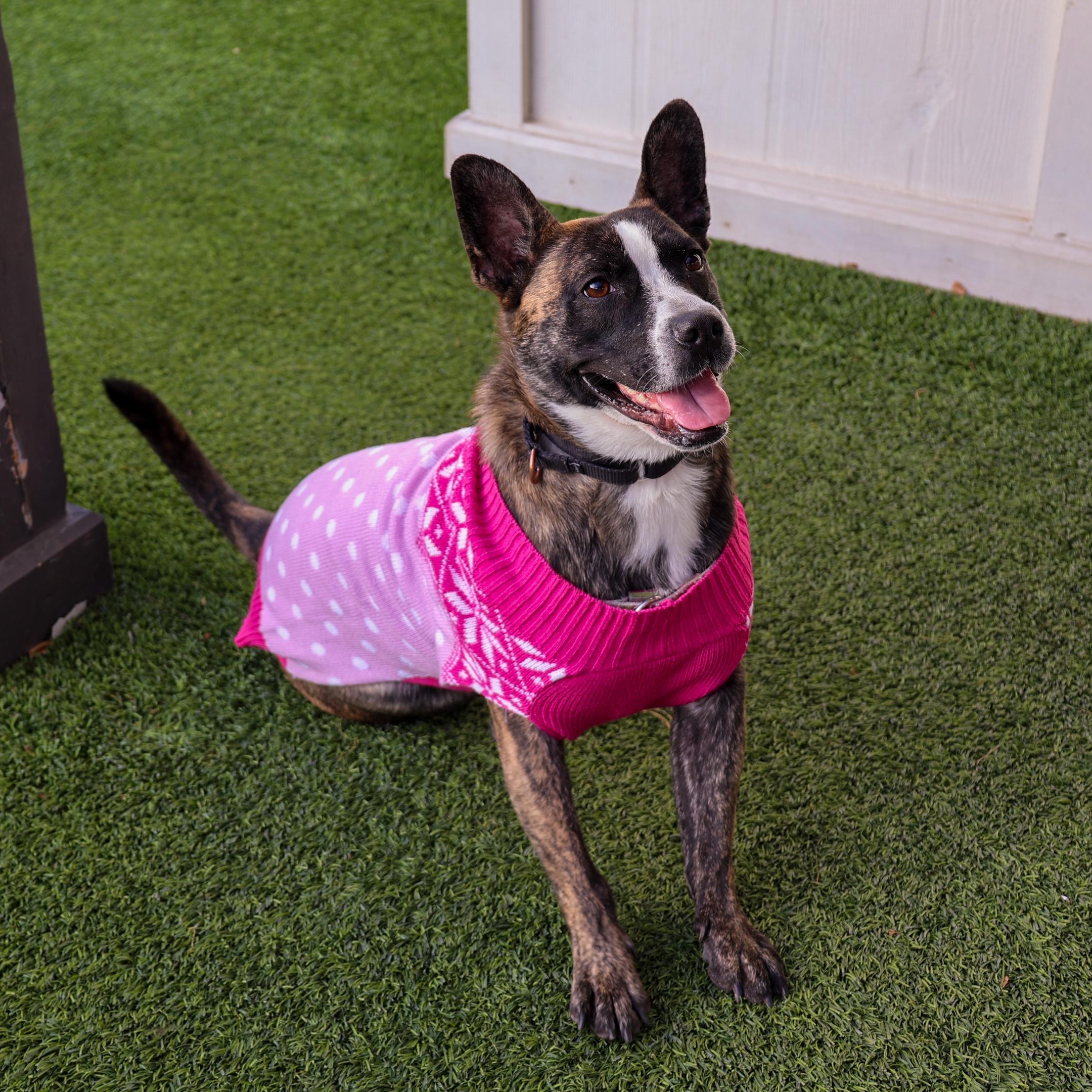 Enlarge Taffy, a ADOPTABLE mixed breed in Chicago, IL image 3/4