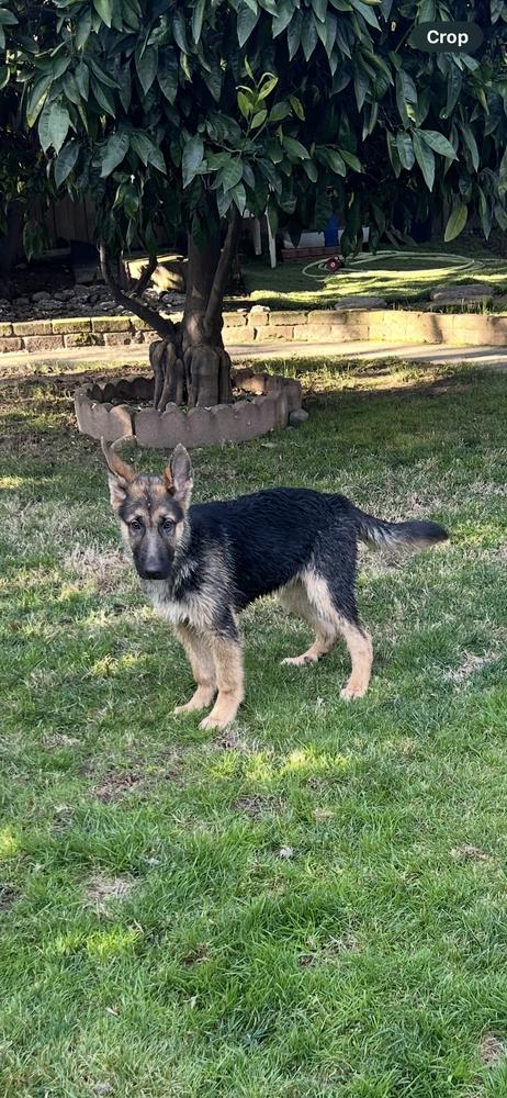 Enlarge Puppy Sawyer, a Adoptable German Shepherd Dog in Fulton, CA image 1/6