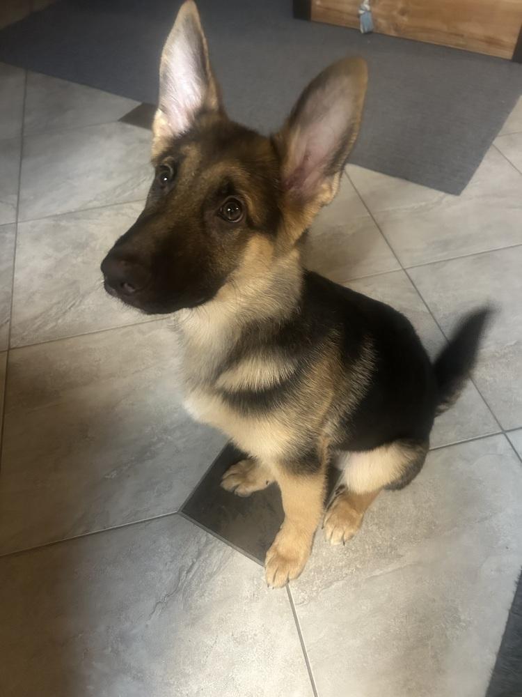 Enlarge Puppy Sawyer, a Adoptable German Shepherd Dog in Fulton, CA image 3/6