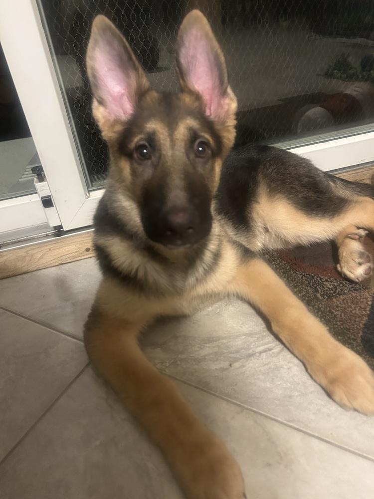 Enlarge Puppy Sawyer, a Adoptable German Shepherd Dog in Fulton, CA image 4/6