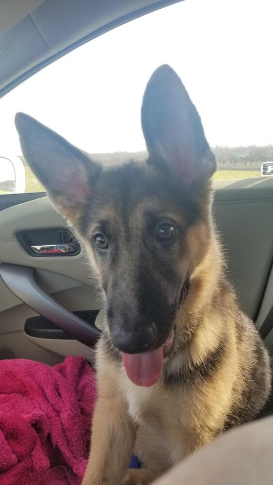 Enlarge Puppy Sawyer, a Adoptable German Shepherd Dog in Fulton, CA image 5/6