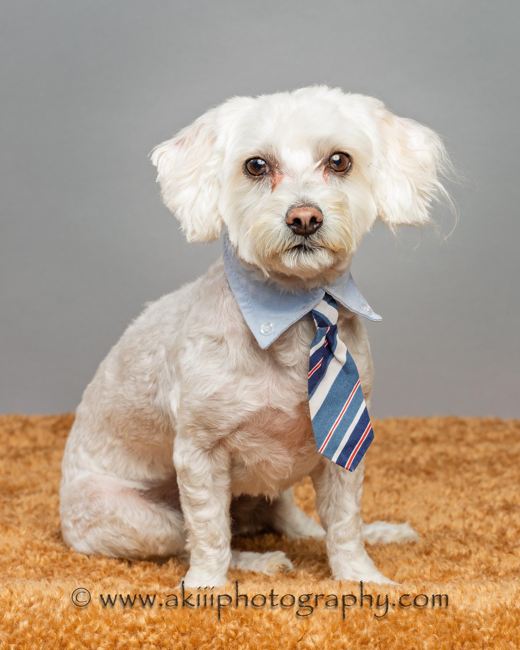 Winston, Adopted, Adult Male Maltipoo & Poodle.