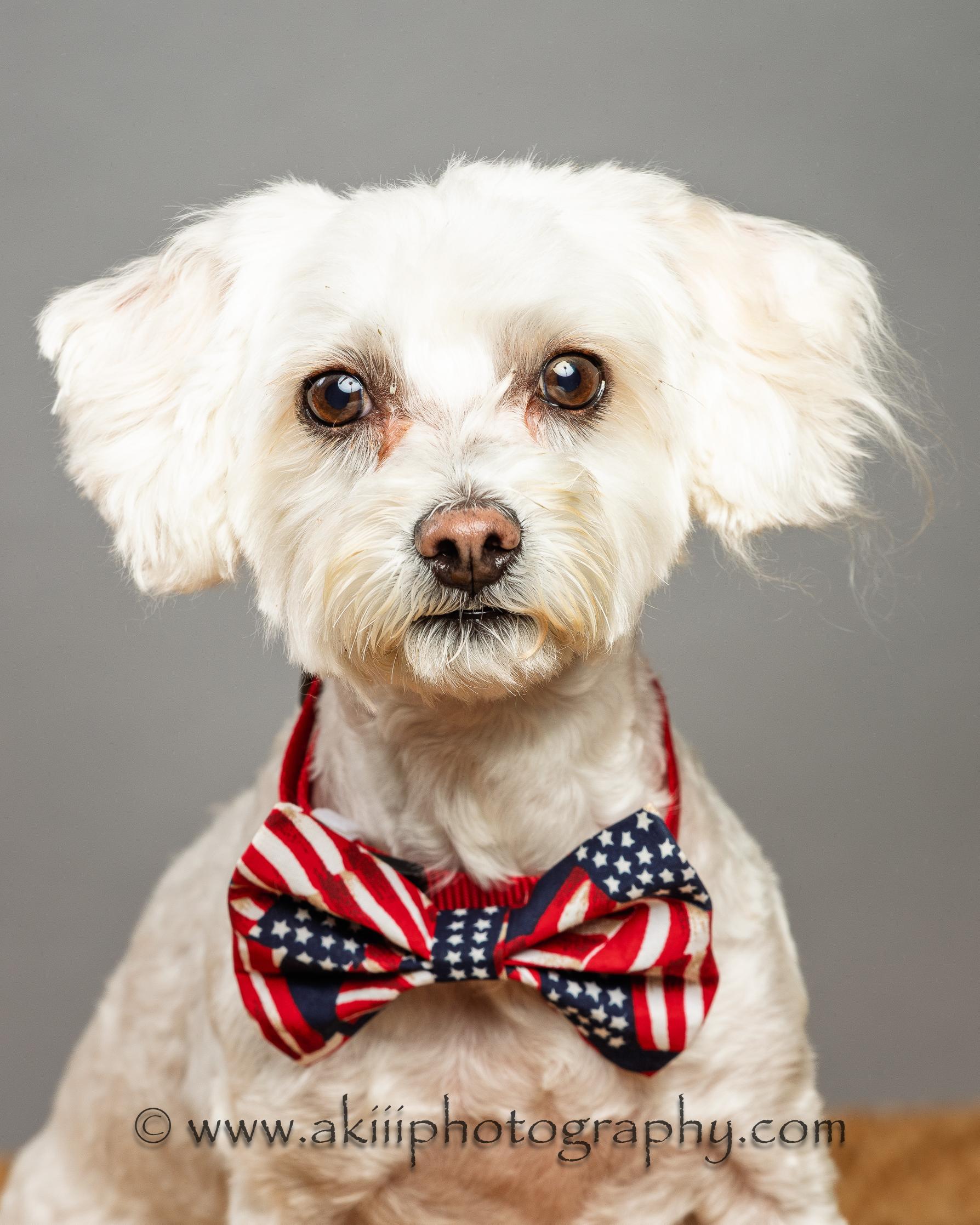 Winston, a Adopted mixed breed in Richardson, TX image 2/4