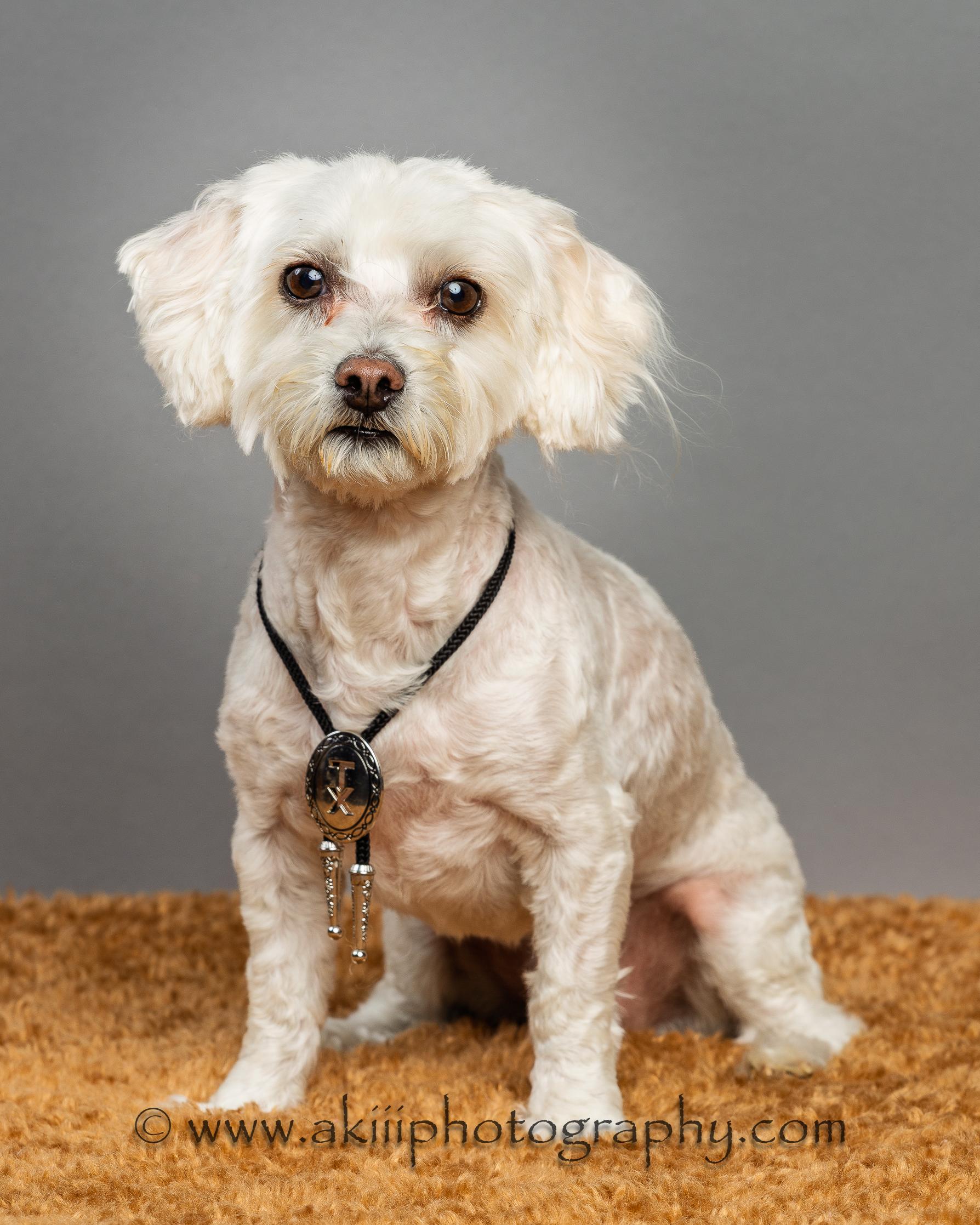 Winston, a Adopted mixed breed in Richardson, TX image 3/4