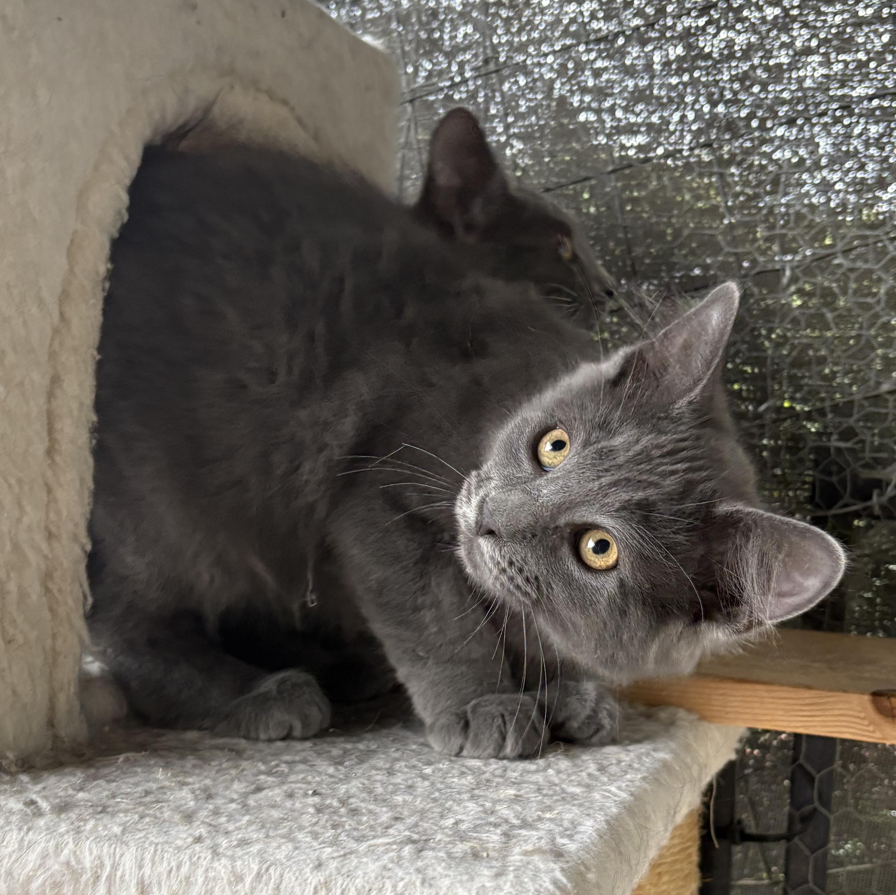 Peperoncini, a Adoptable Domestic Medium Hair in La Canada, CA image 3/5