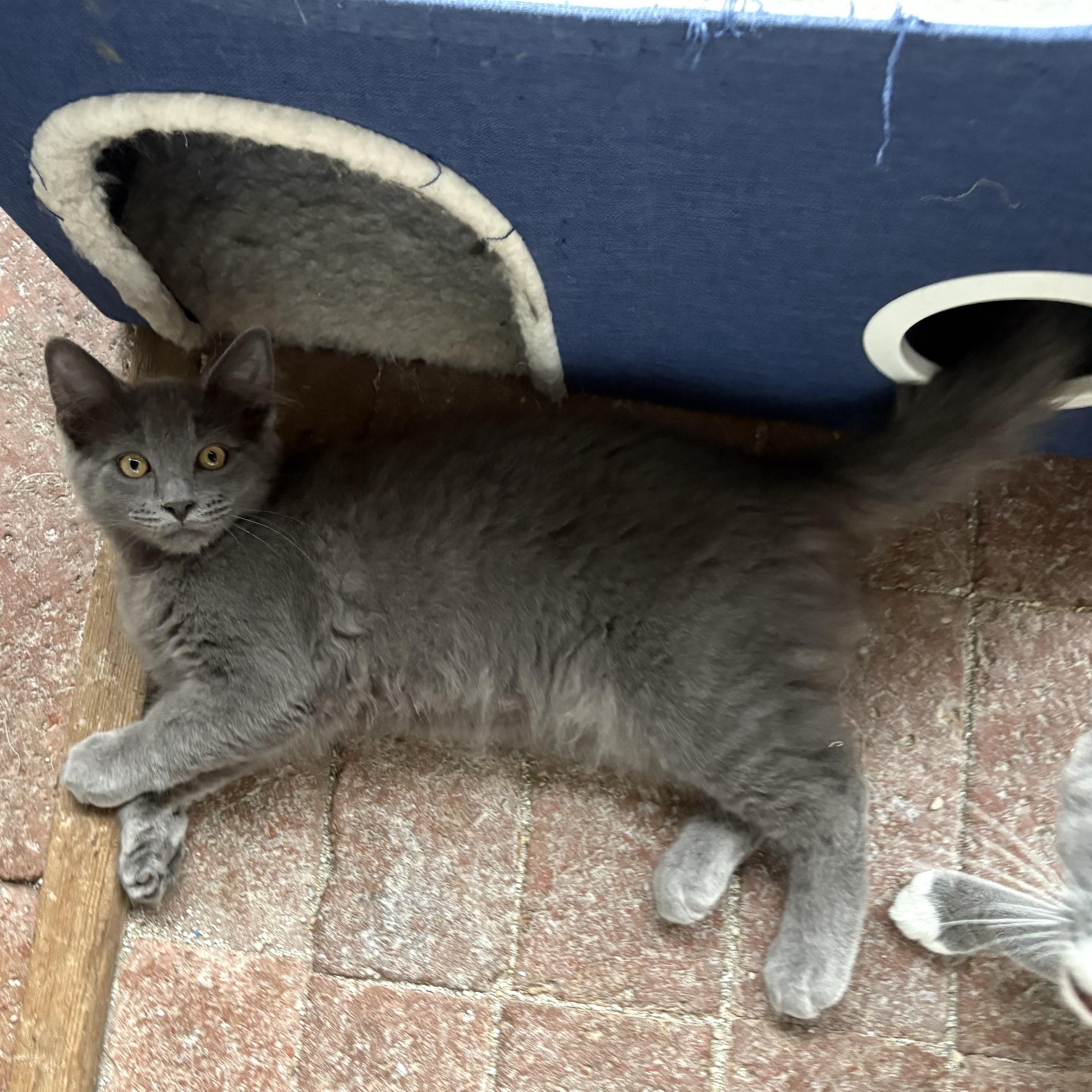 Peperoncini, a Adoptable Domestic Medium Hair in La Canada, CA image 5/5
