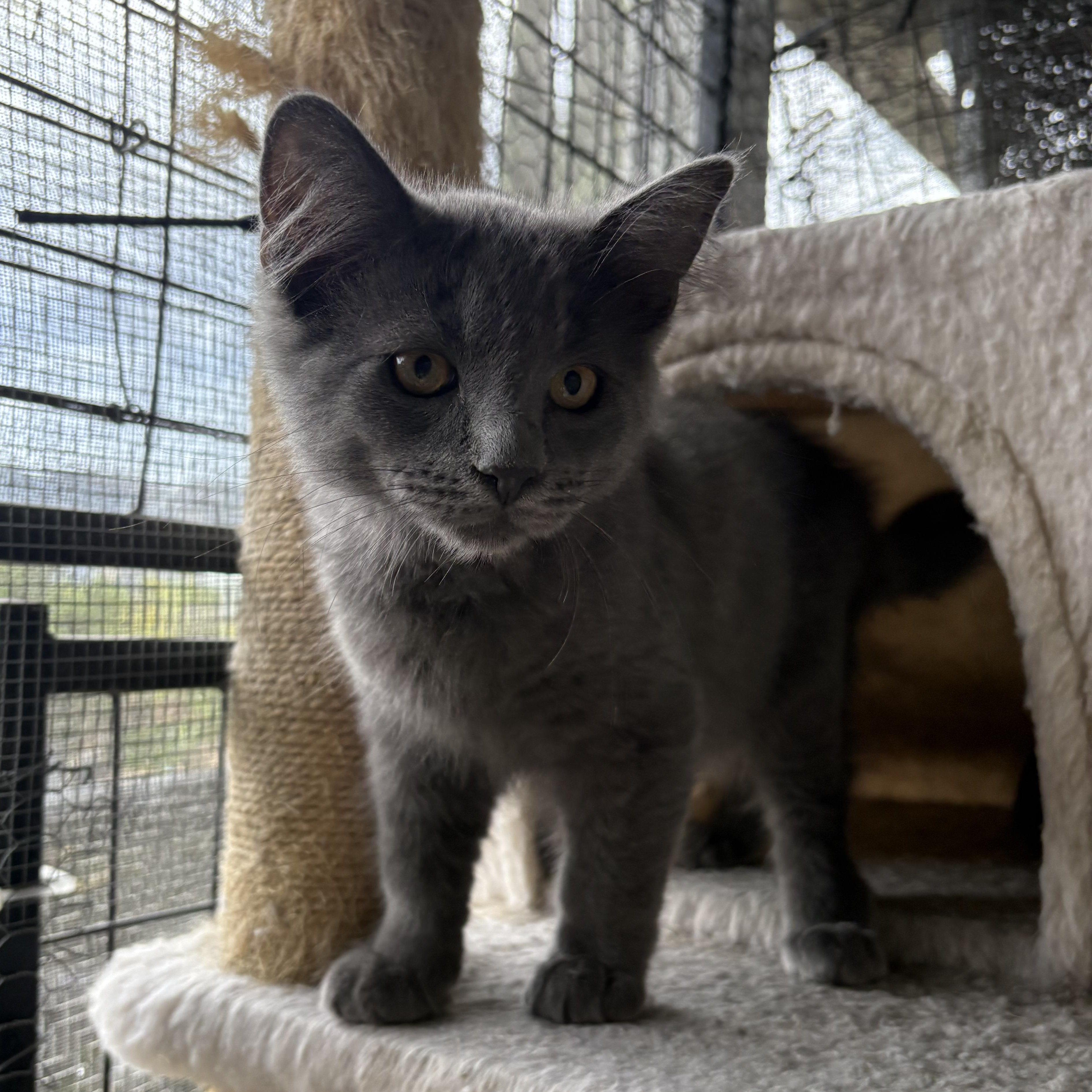 Peperoncini, a Adoptable Domestic Medium Hair in La Canada, CA image 4/5