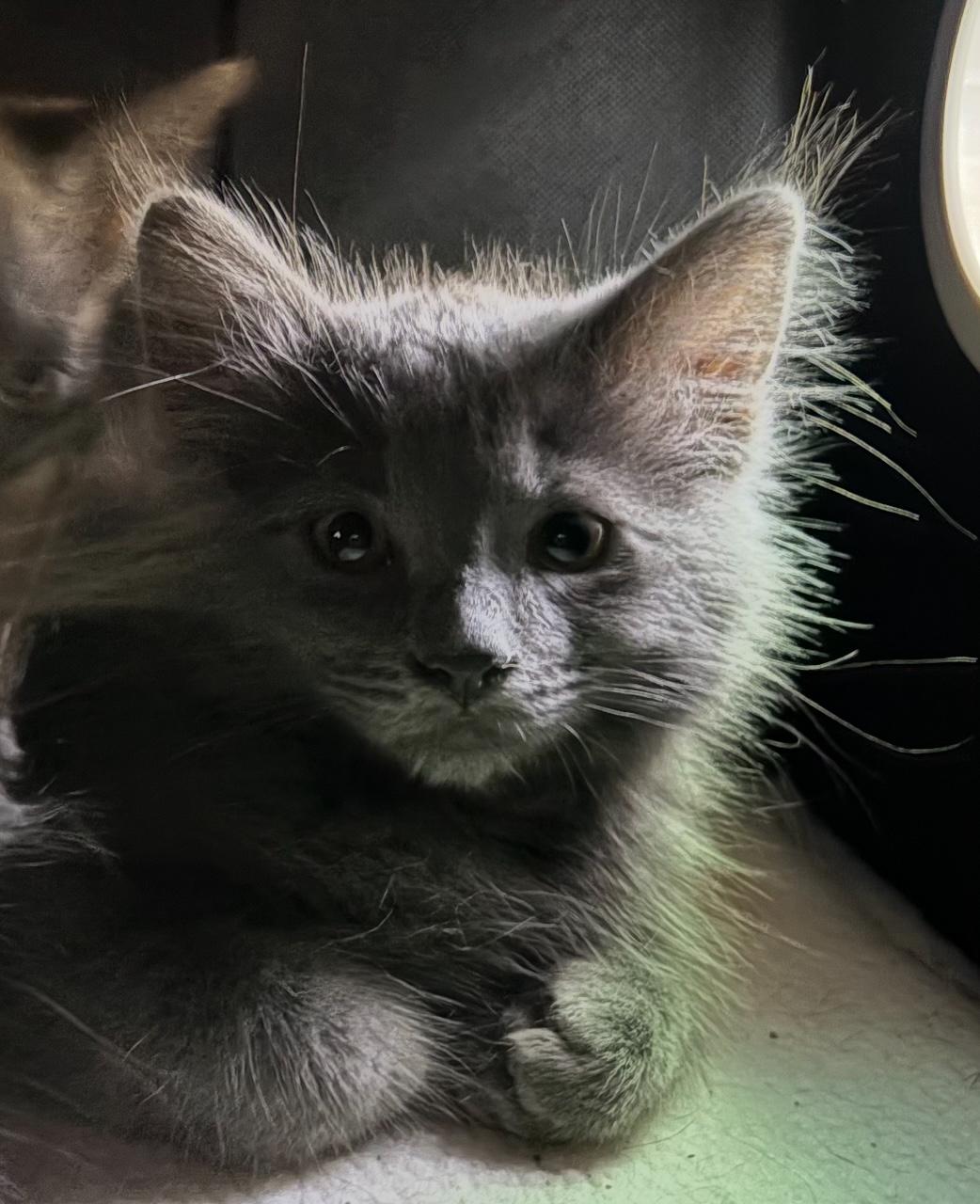Peperoncini, a Adoptable Domestic Medium Hair in La Canada, CA image 2/5