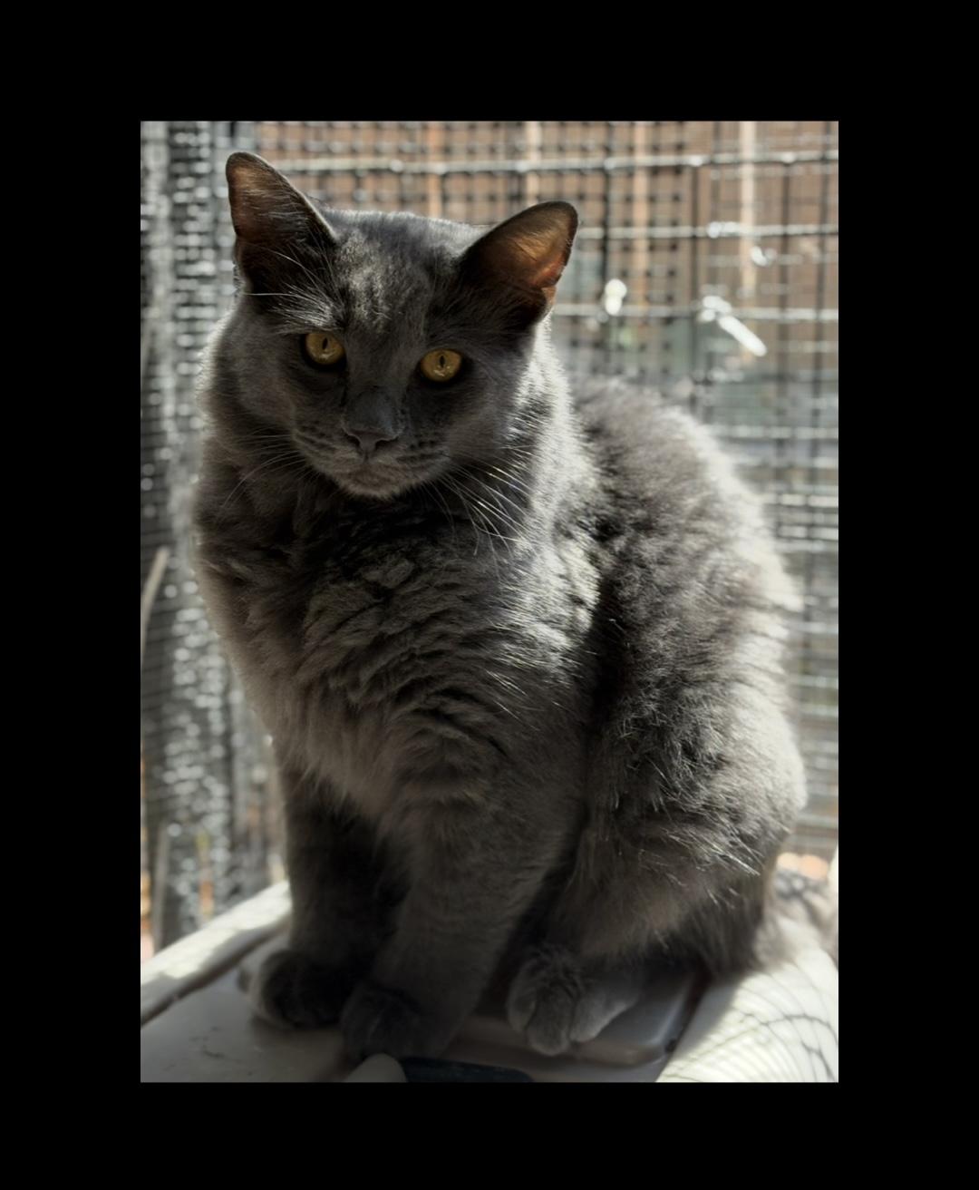 Peperoncini, Adoptable, Kitten Male Domestic Medium Hair.