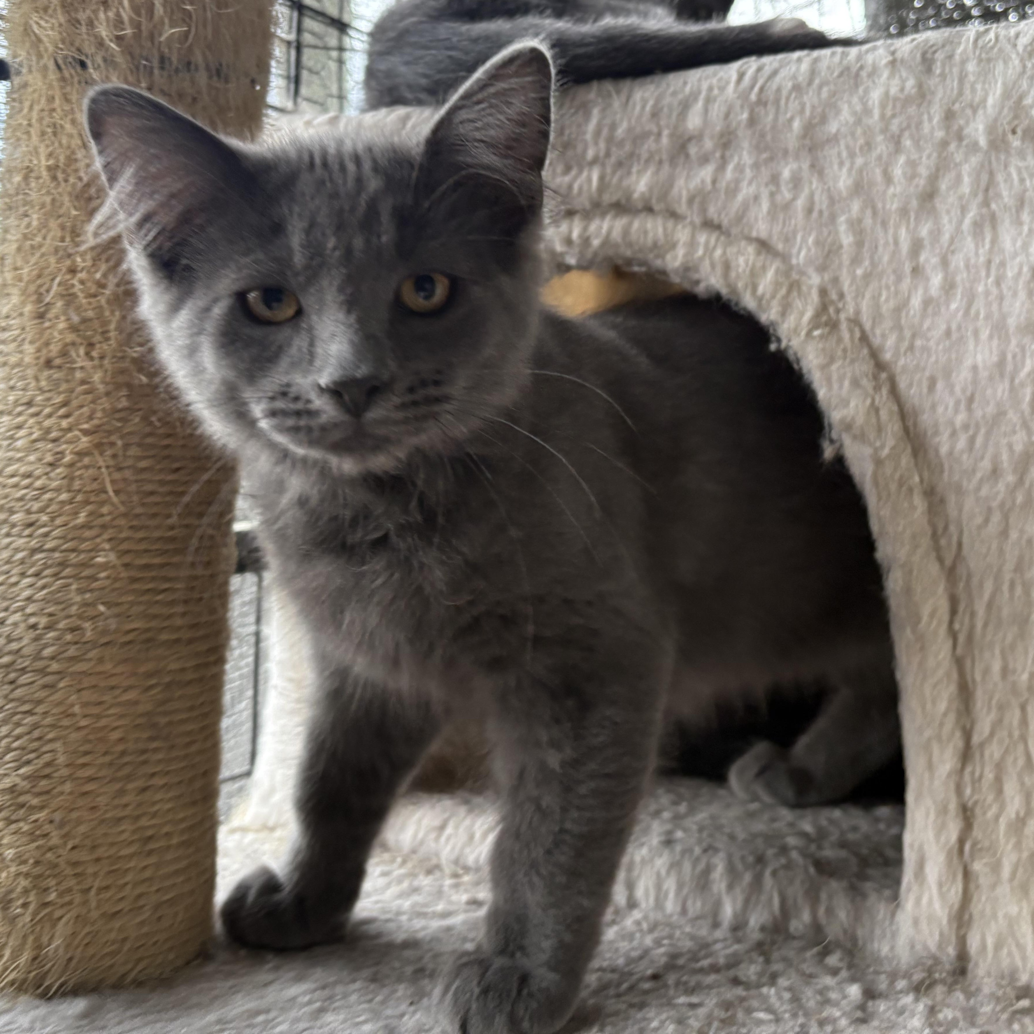Peperoncini, Adoptable, Kitten Male Domestic Medium Hair.