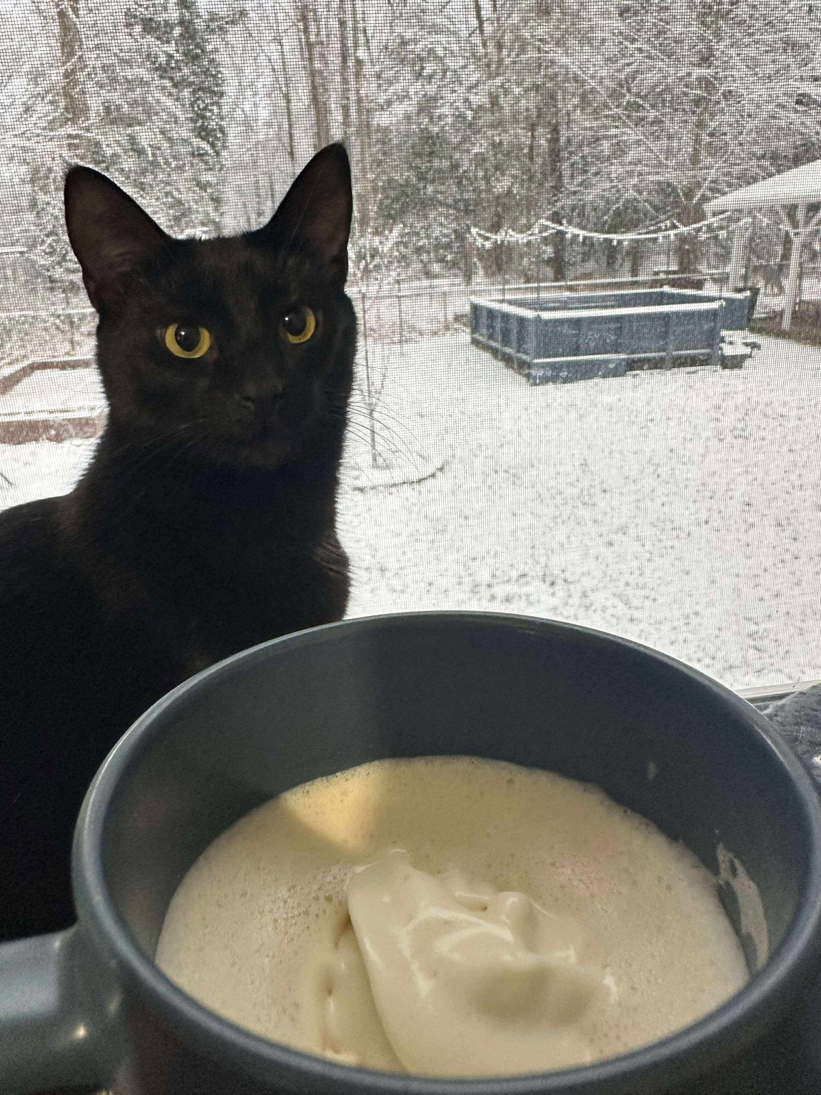 Scar, Adoptable, Young Male Domestic Short Hair.