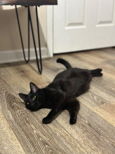 Scar, Adopted, Young Male Domestic Short Hair.