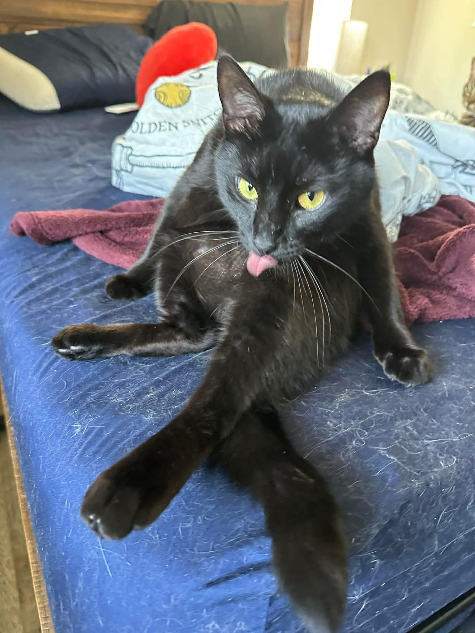 Enlarge Scar, a Adoptable Domestic Short Hair in Rockville, MD image 1/3