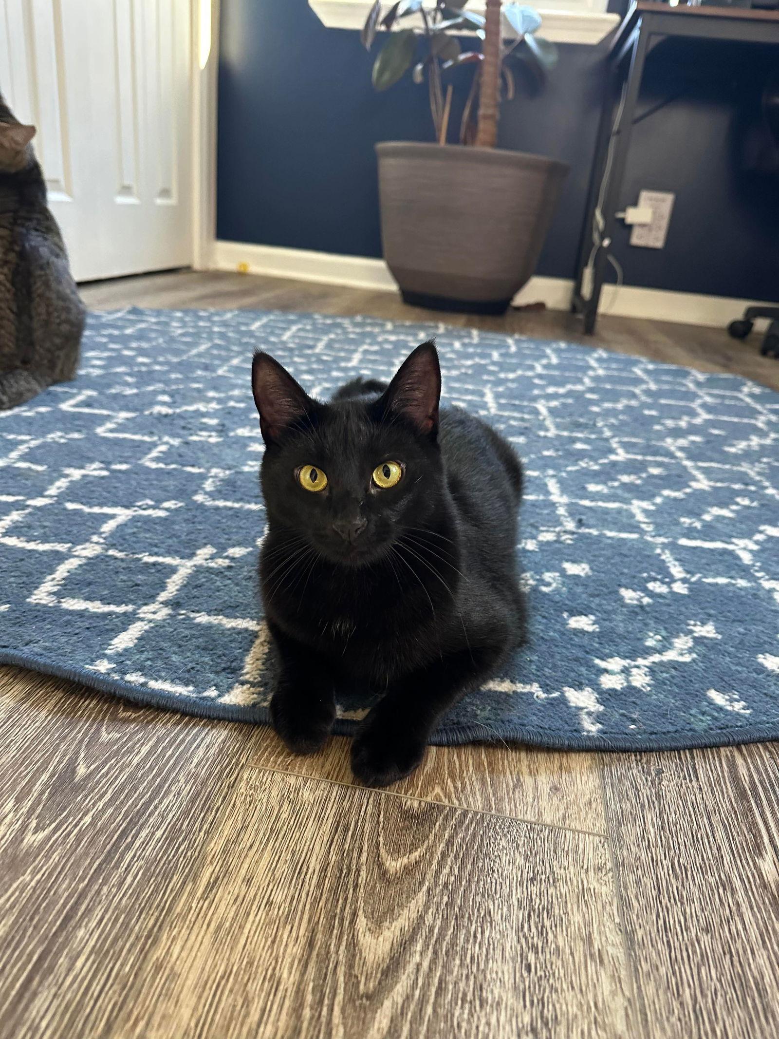 Enlarge Scar, a Adoptable Domestic Short Hair in Rockville, MD image 2/3