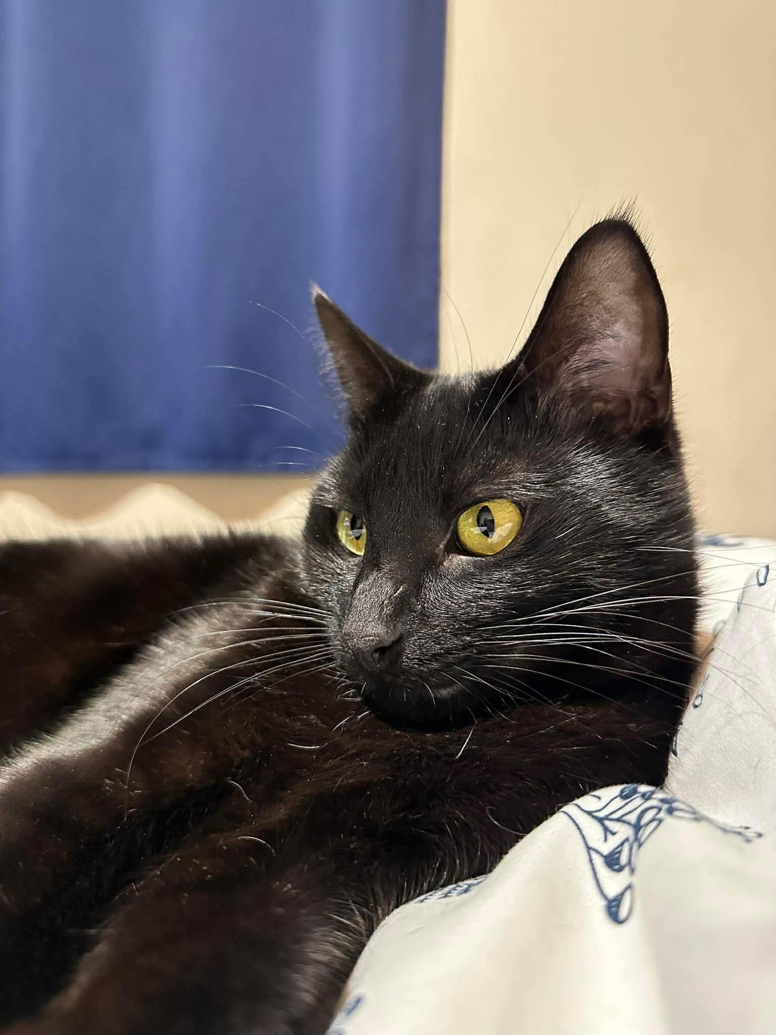 Enlarge Scar, a Adopted Domestic Short Hair in Rockville, MD image 3/3