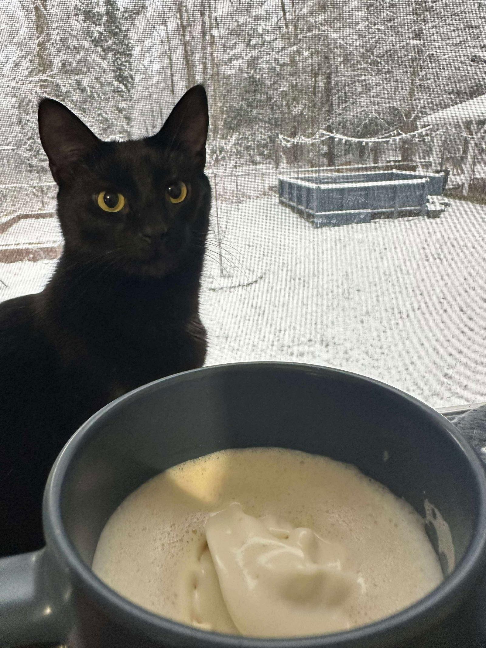 Scar, Adoptable, Young Male Domestic Short Hair.