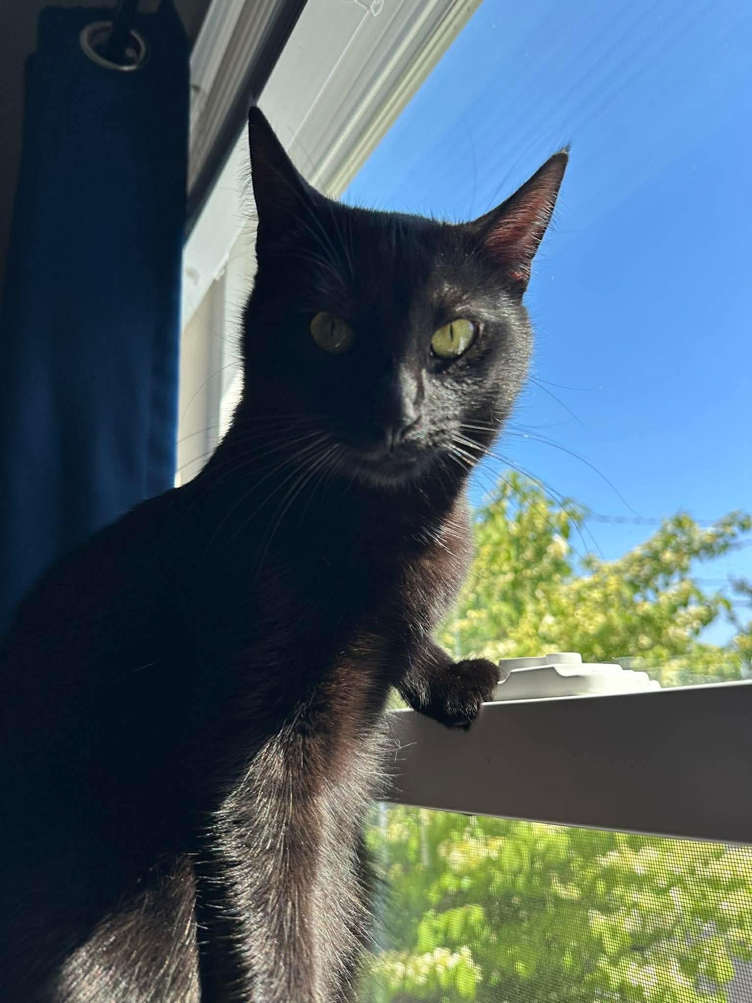 Enlarge Scar, a Adoptable Domestic Short Hair in Rockville, MD image 3/3
