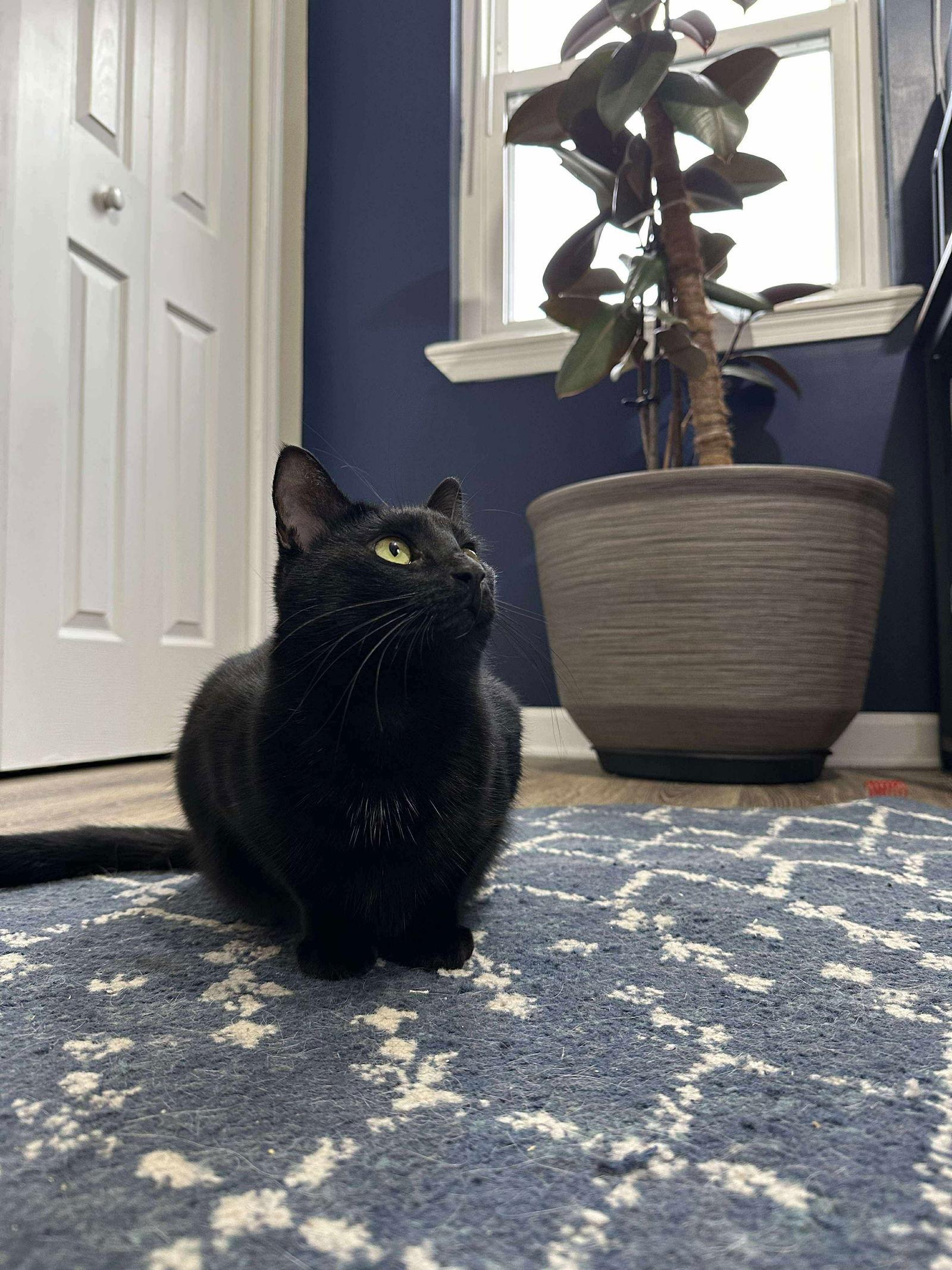 Scar, a Adoptable Domestic Short Hair in Rockville, MD image 2/3