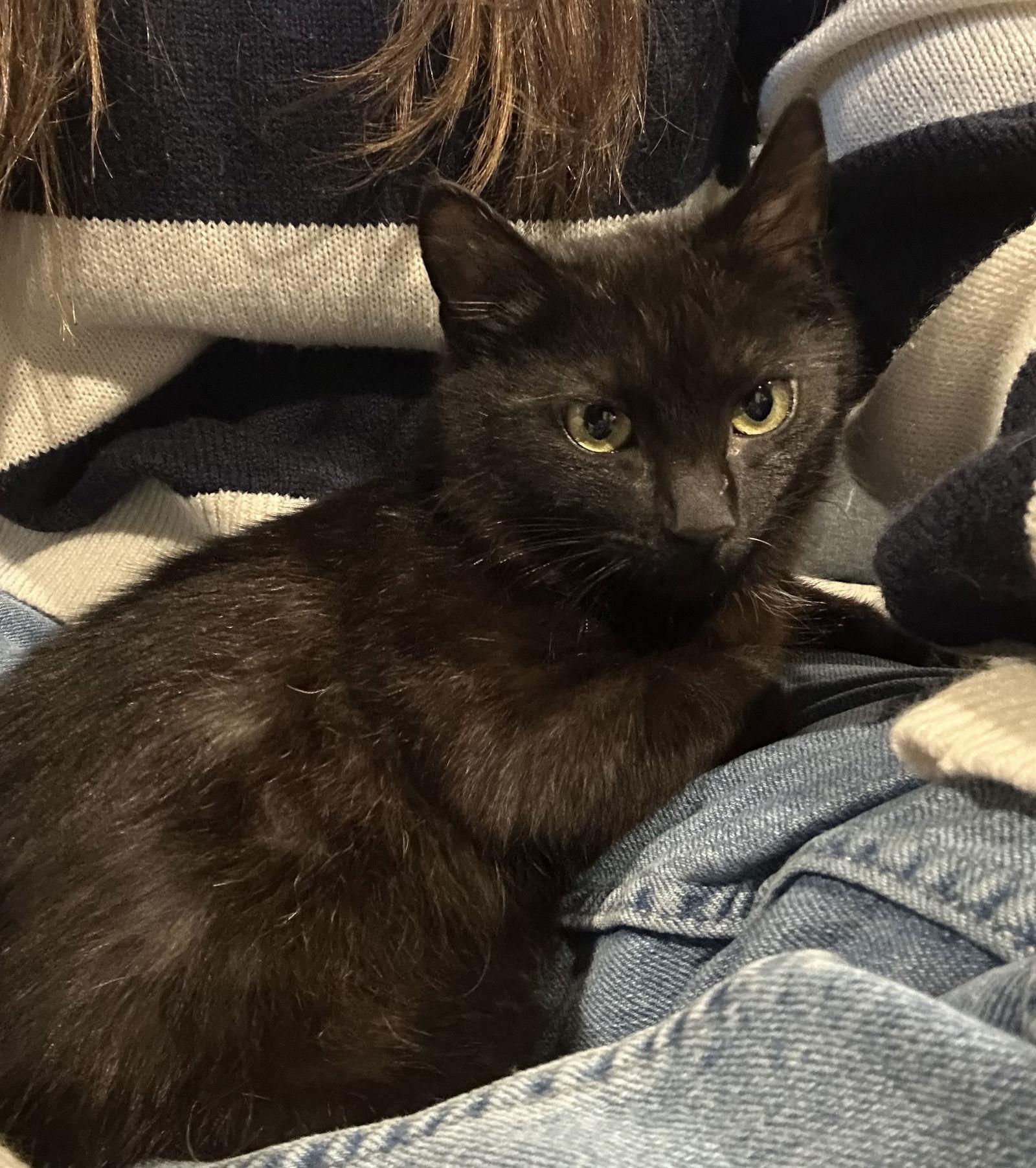 Scar, a Adoptable Domestic Short Hair in Rockville, MD image 3/3