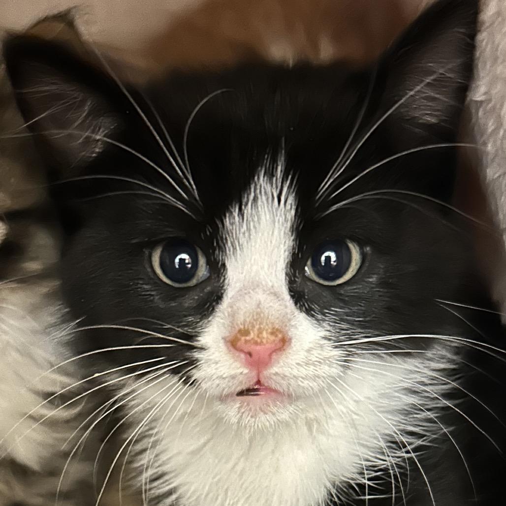 Enlarge Alan, a Adoptable Domestic Short Hair in Park City, UT image 1/1