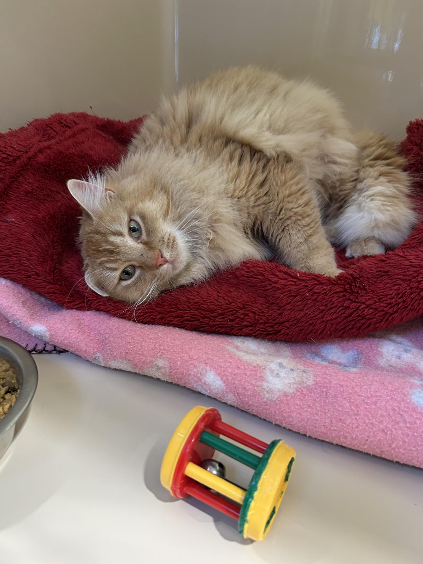 Pippen, a ADOPTABLE Norwegian Forest Cat in Hamilton, MT image 2/3