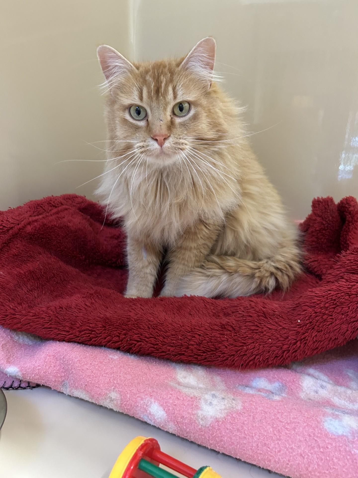 Pippen, a ADOPTABLE Norwegian Forest Cat in Hamilton, MT image 3/3