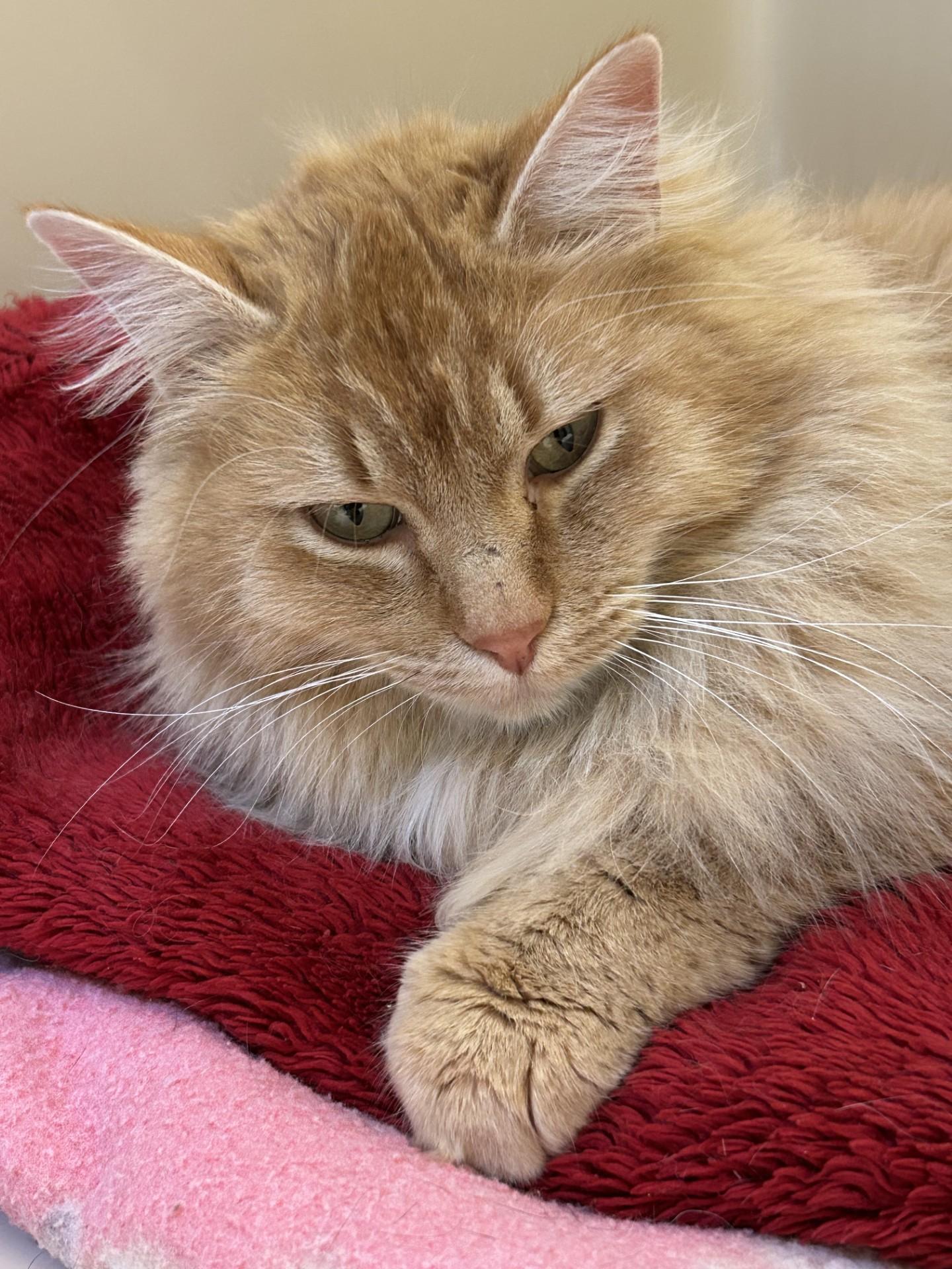 Pippen, ADOPTABLE, Adult Female Norwegian Forest Cat.