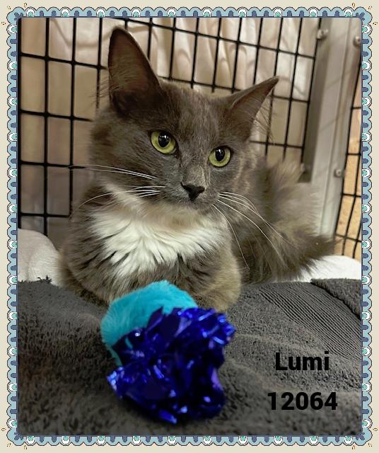 Lumi is a beautiful girl She was on an adventure with Inara Zuri and Momo when spotted and arrived
