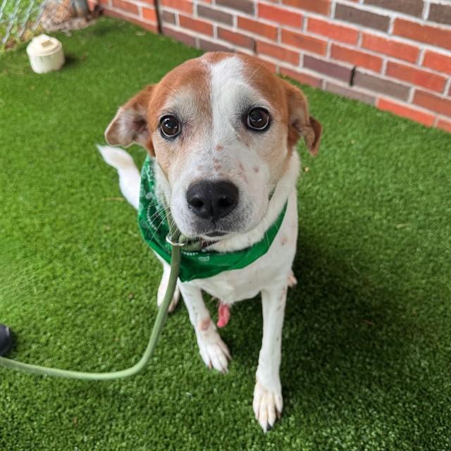 Enlarge GEMMA, a Adoptable mixed breed in Murfreesboro, TN image 1/1