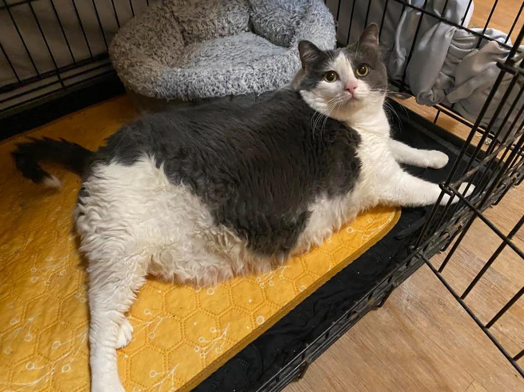 Scarlet, a Adoptable Domestic Short Hair in Rutherfordton, NC image 1/2
