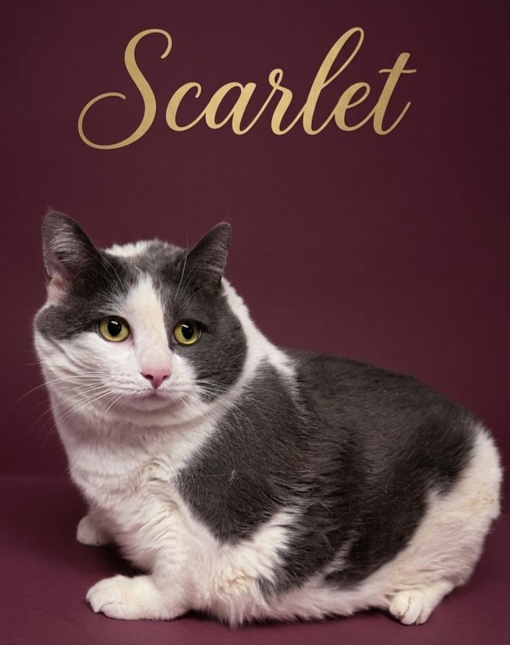 Scarlet, a Adoptable Domestic Short Hair in Rutherfordton, NC image 2/2