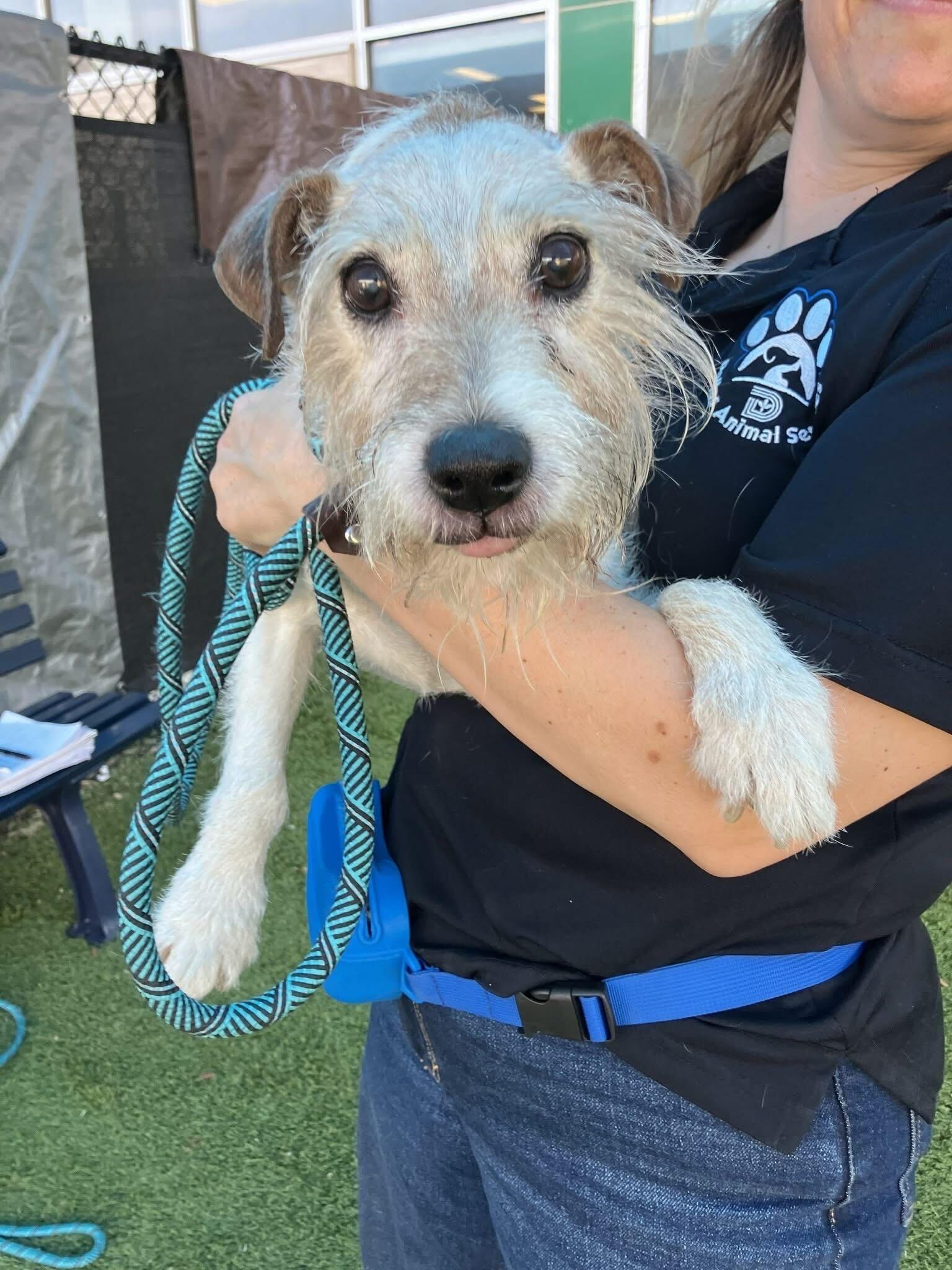 Chops, a ADOPTABLE Parson Russell Terrier in Bowdoin, ME image 6/6