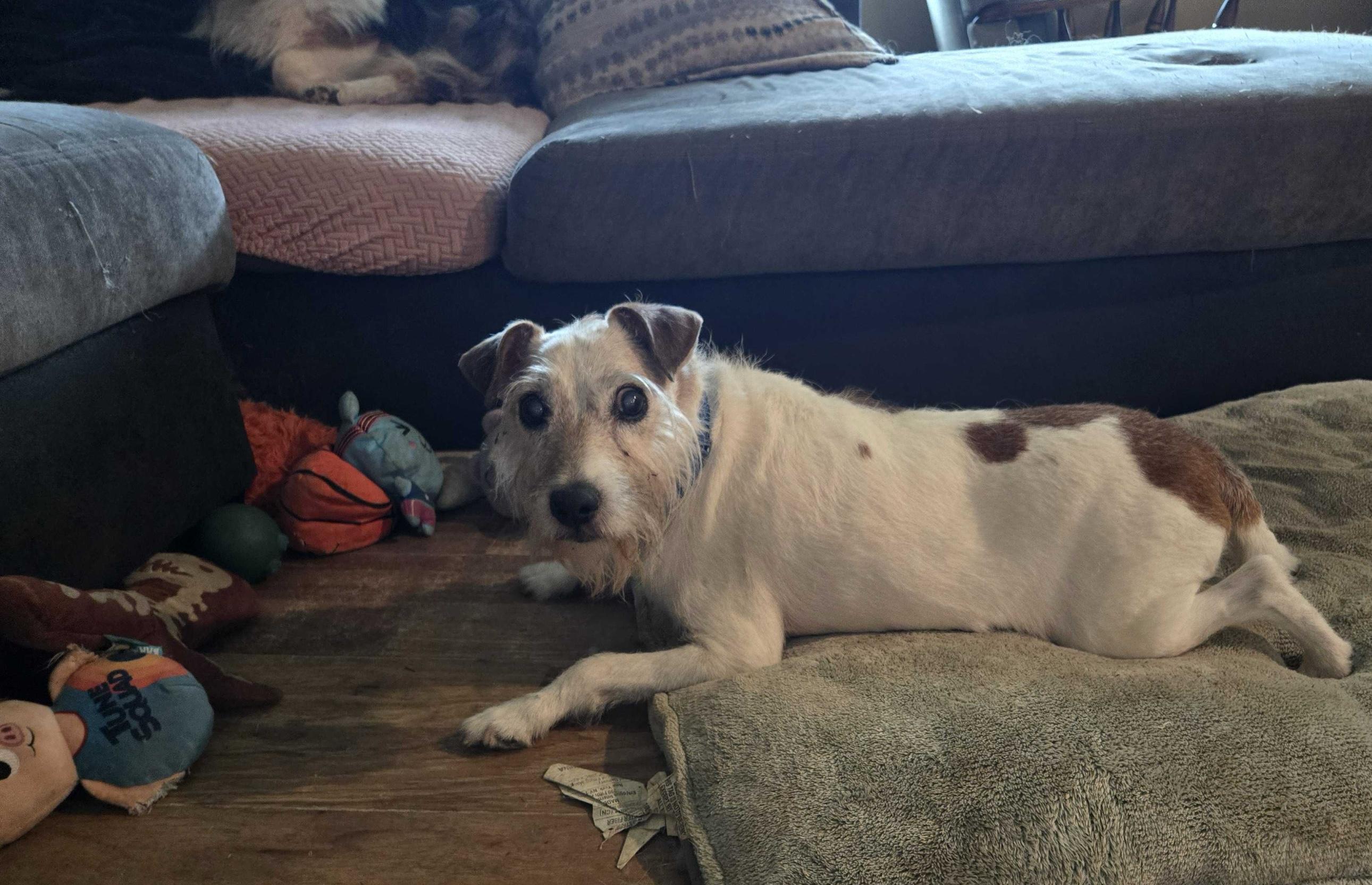 Chops, a ADOPTABLE Parson Russell Terrier in Bowdoin, ME image 3/6