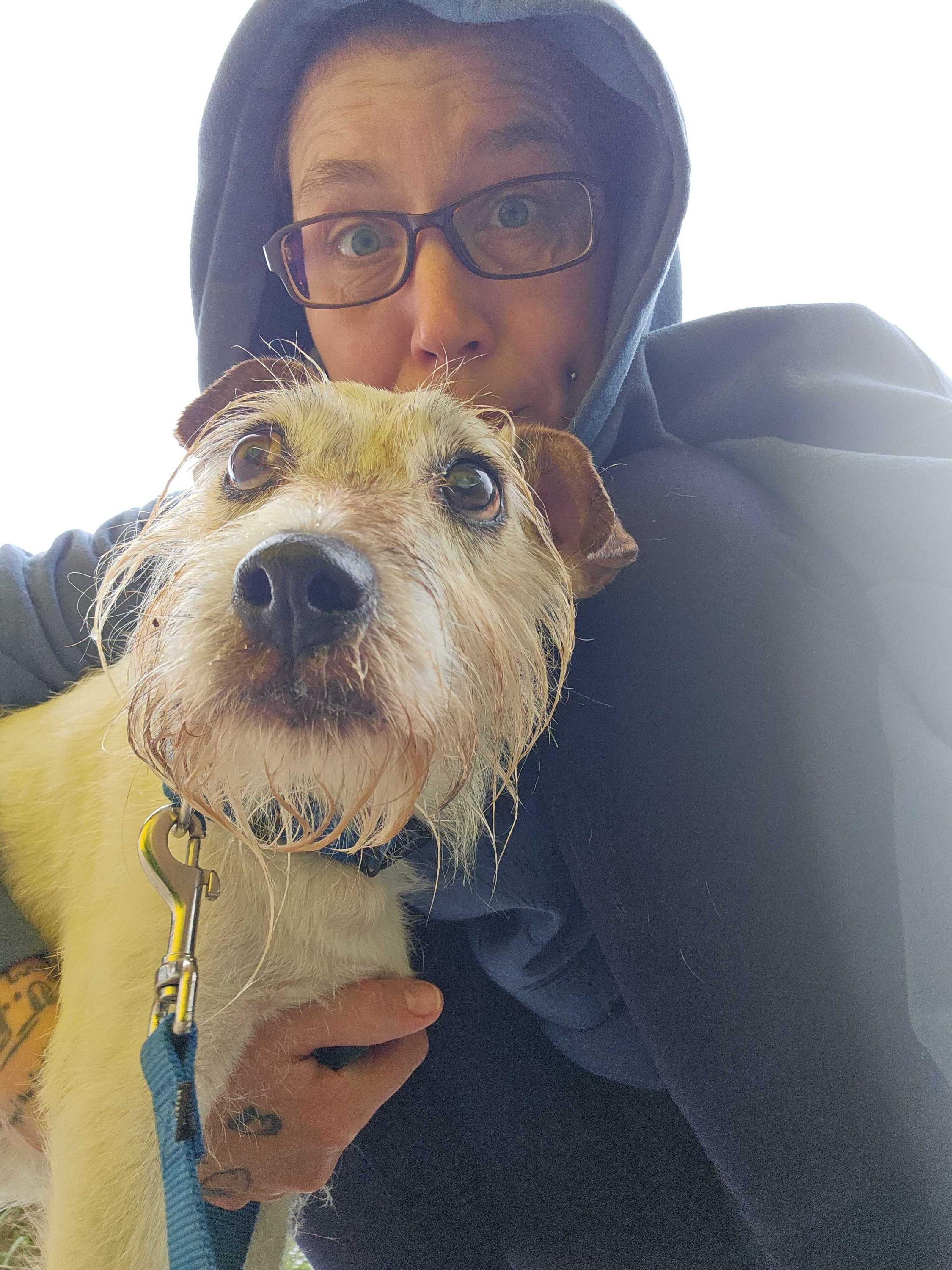 Chops, a ADOPTABLE Parson Russell Terrier in Bowdoin, ME image 4/6