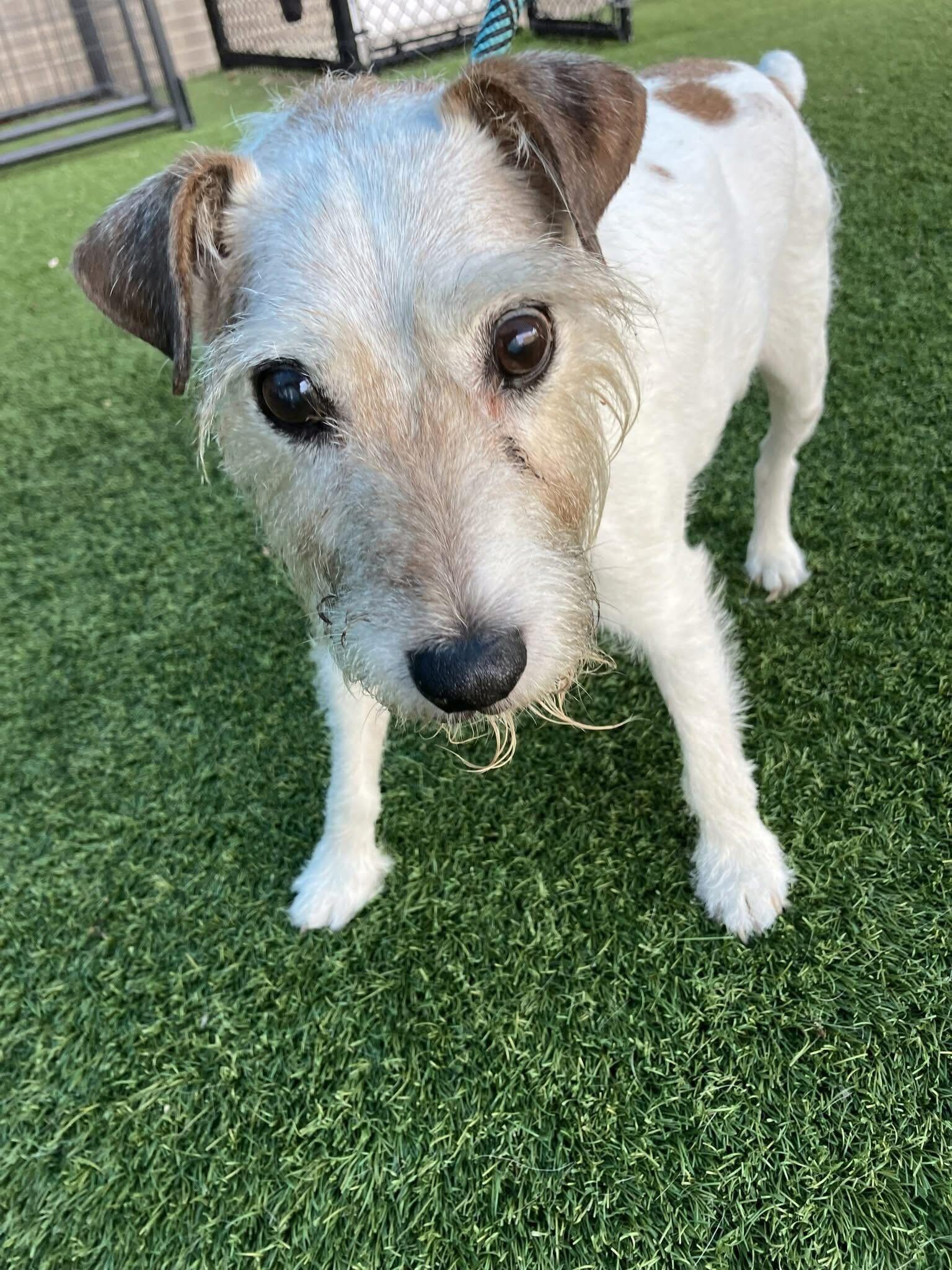 Chops, ADOPTABLE, Senior Male Parson Russell Terrier.