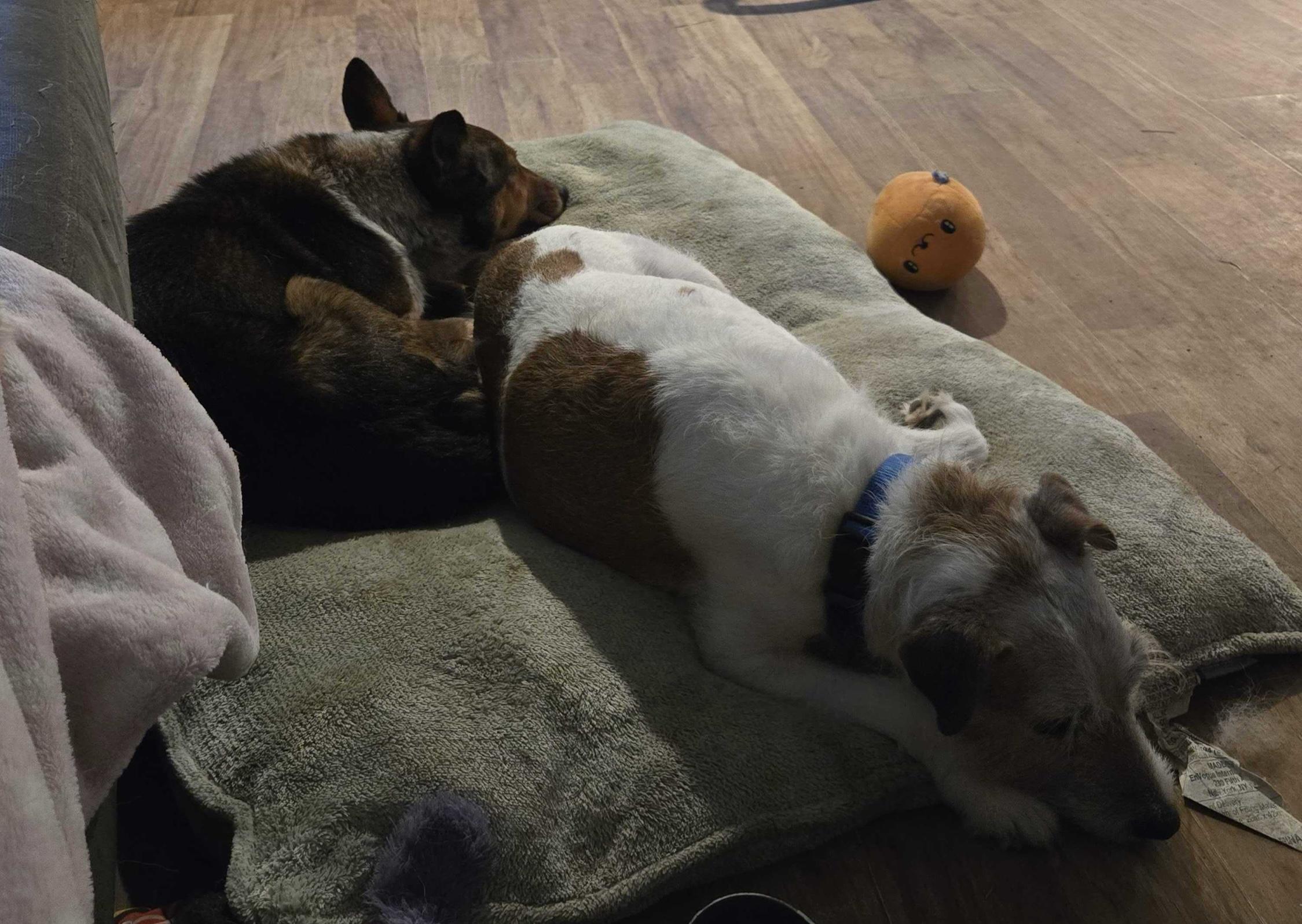 Chops, a ADOPTABLE Parson Russell Terrier in Bowdoin, ME image 2/6