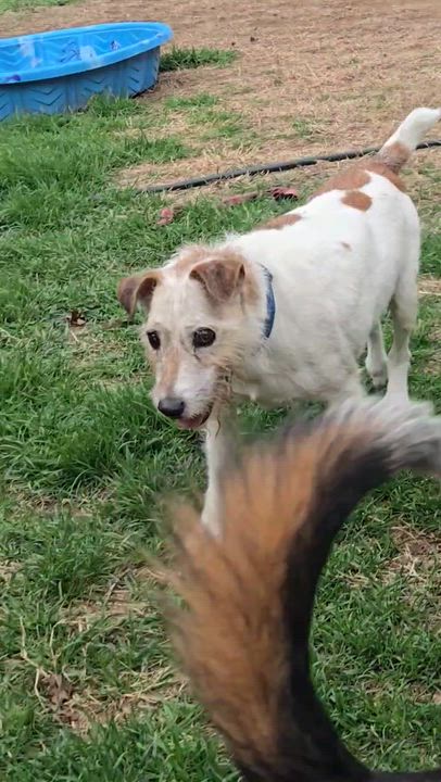 Enlarge Chops, a ADOPTABLE Parson Russell Terrier in Bowdoin, ME video 5/6
