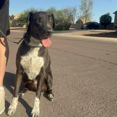 Mesa, Adoptable, Senior Male American Staffordshire Terrier.