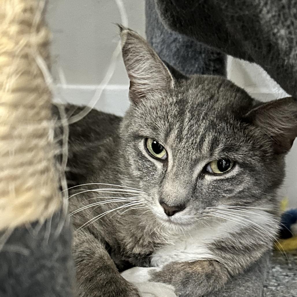Tapioca, Adoptable, Young Male Domestic Short Hair.