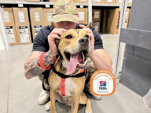 MAX, Adoptable, Young Male Boxer & German Shepherd Dog.