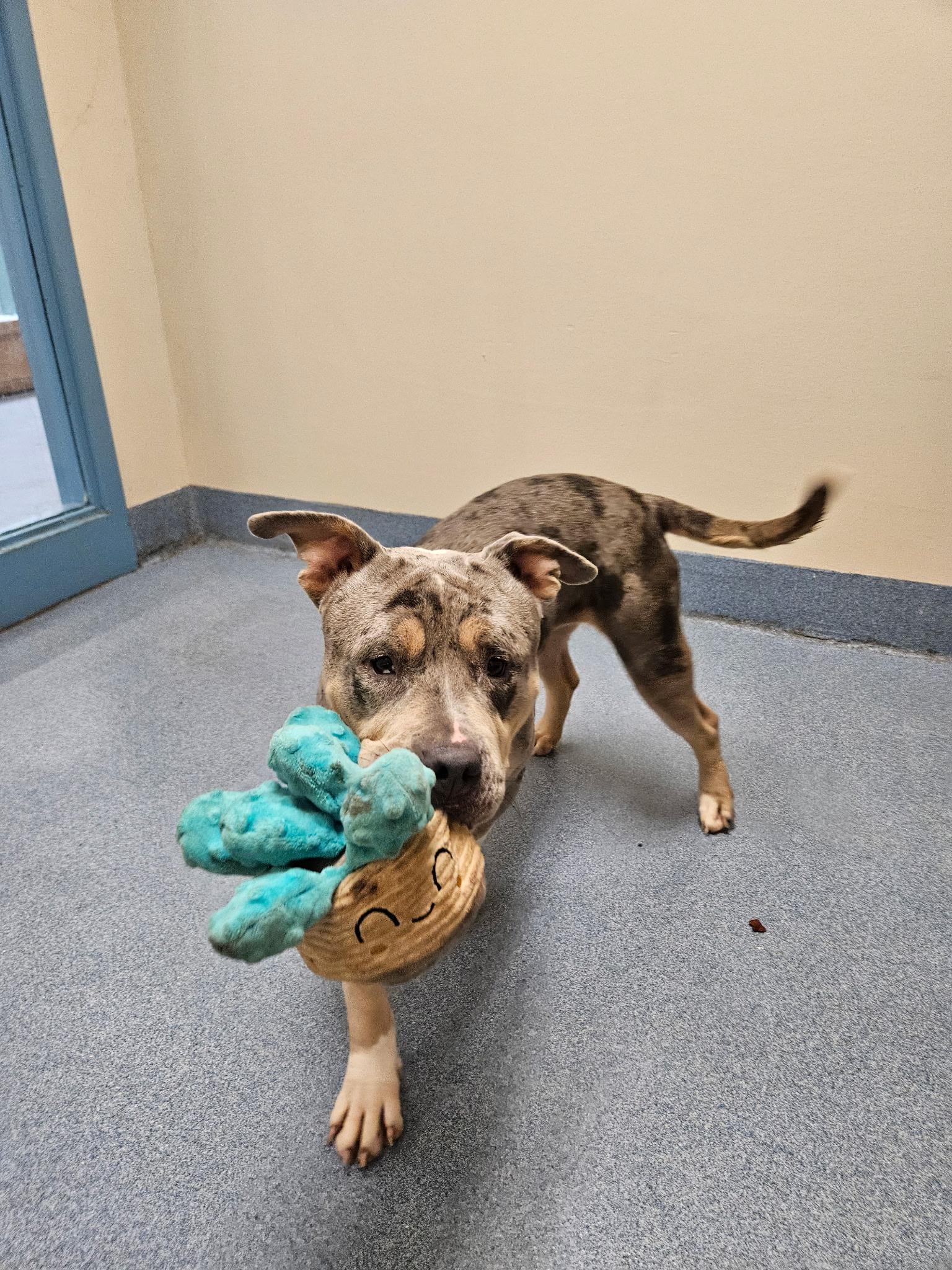 Enlarge Crackers, a ADOPTABLE mixed breed in Suffolk, VA image 3/3
