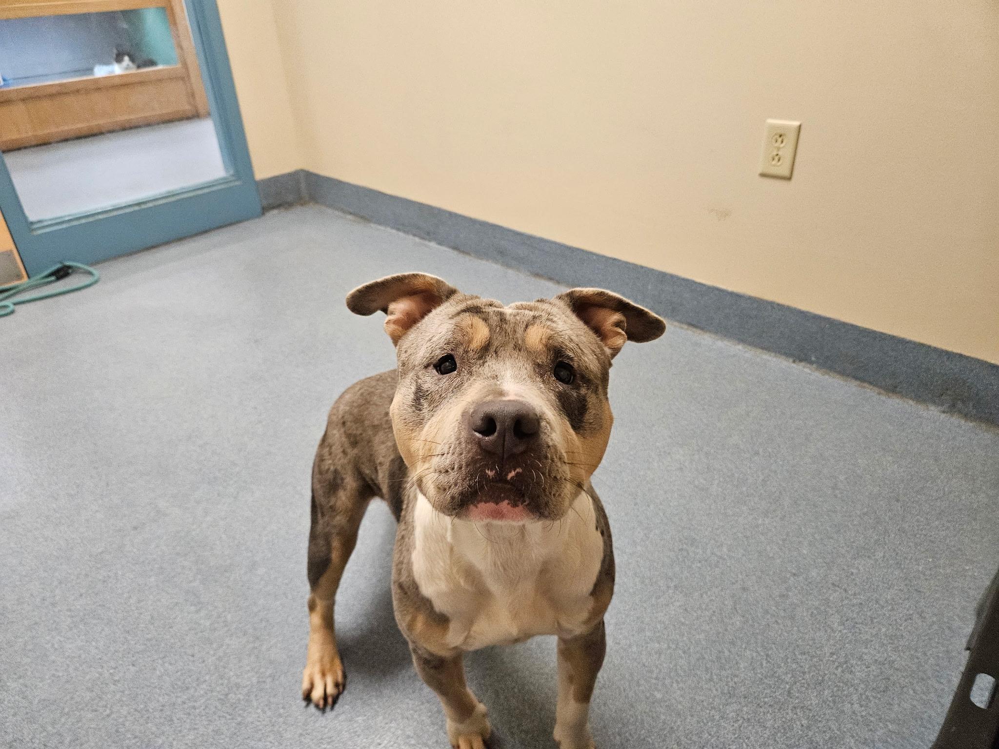 Enlarge Crackers, a ADOPTABLE mixed breed in Suffolk, VA image 1/3