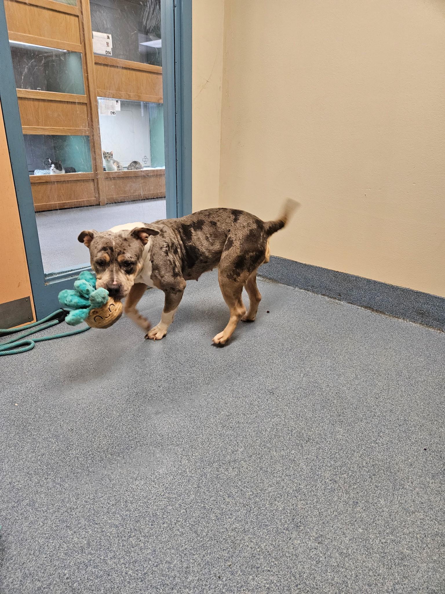 Enlarge Crackers, a ADOPTABLE mixed breed in Suffolk, VA image 2/3