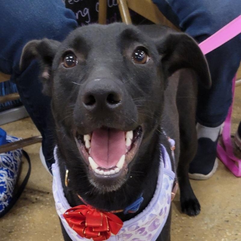 Mary Jane, adoptable, Young Female Black Labrador Retriever.